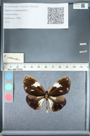Media type: image;   Entomology 159381